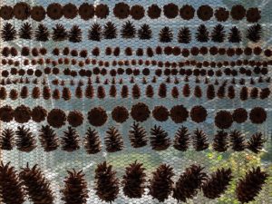 Collection of conifer cones in the Botanical Garden of Hokkaido University in Sapporo By Reinhold Möller, CC BY-SA 4.0, https://commons.wikimedia.org/w/index.php?curid=140184969